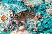 Macropharyngodon bipartitus labre vermicule labre leopard vermicule Maldives Mahibadoo Rock-7m-20240424-da-DSC_6644_tn